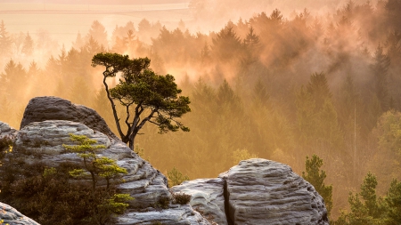 Fog - fog, trees, nature, amazing