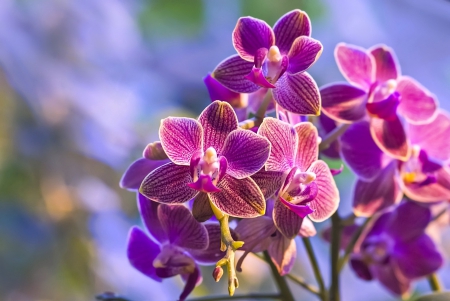 Lovely orchids - nature, orchids, pretty, pink, beautiful, flowers