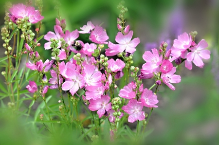 Purple Flowers - flowers, beautiful, purple, nature