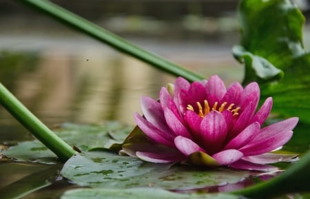 Lily in aqua garden - pretty, water, summer, pond, beautiful, lovely, flower, reflection, leaves, lily, aqua, garden, serenity, lake, park