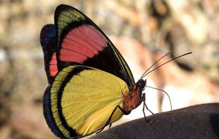 Butterfly - butterfly, pink, beautiful, yellow, colors, green