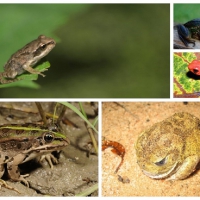 FROG COLLAGE