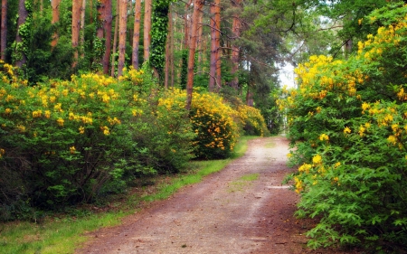 Beautiful park - pretty, trees, summer, beautiful, rhododendrons, grass, forest, lovely, alleys, flowers, path, nature, park