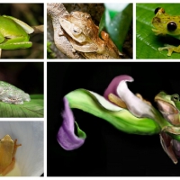 COLLAGE OF FROGS