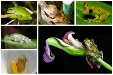 COLLAGE OF FROGS - collage, cute, abstract, frogs