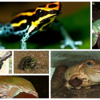 FROG COLLAGE