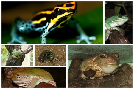 FROG COLLAGE - abstract, collage, cute, frogs