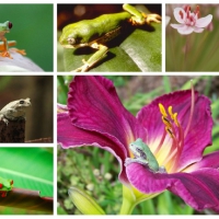 COLLAGE OF FROGS