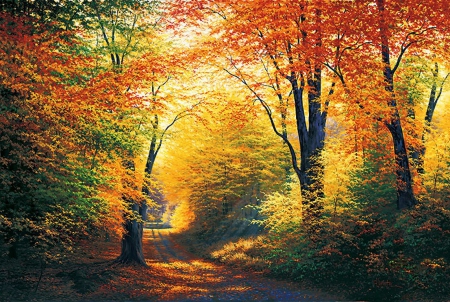 Path worth taking - forest, leaves, trees, sunshine, autumn