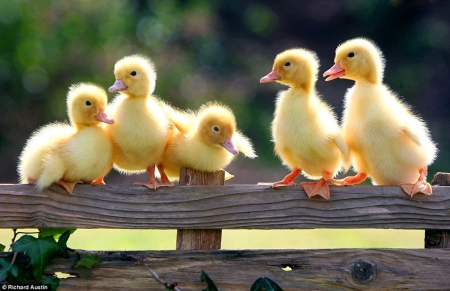 Cute little ducklings - fence, adorable, animals, easter, summer, yard, spring, bird, ducklings, duckling, yellow, beautiful, green, sweet, cute, little