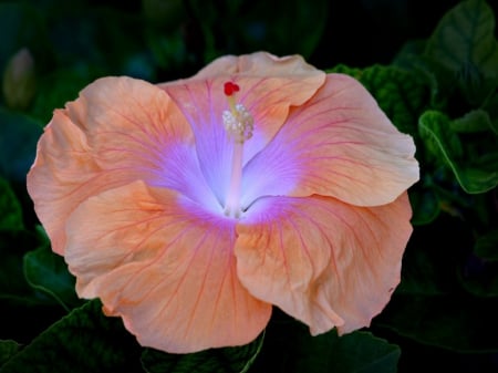 Beautiful Flower - flower, petals, nature, peach