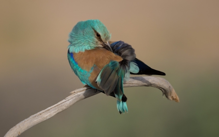 Bird - feather, bird, cute, blue, green