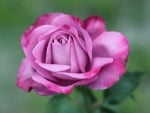 Pink rose