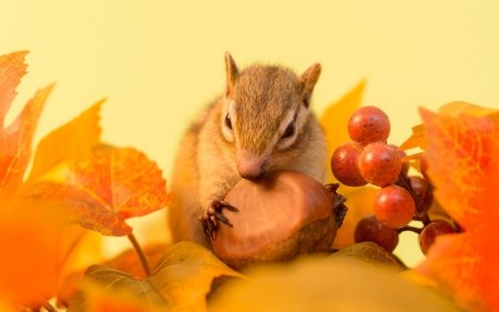 Chipmunk - nut, animal, autumn, berry, fruit, orange, leaf, chipmunk