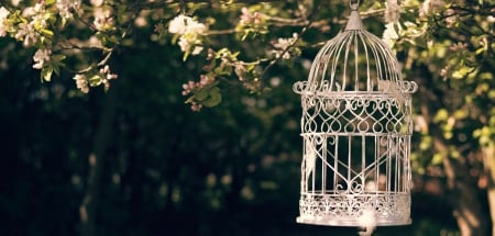 Takes flight - birdcage, flowers, garden, takes flight