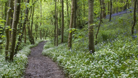 Forest Path - nature, flowers, forests, trees