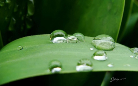 Tulip leaf after rain - raindrops, summer, spring, leaves, rain, dew, tuli, macro, abstract, close-up, photography, drops, dewdrops, HD, nature, leaf, wallpaper