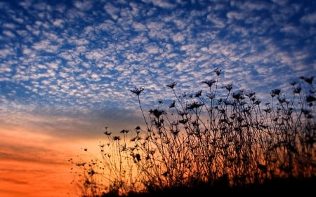 Flower Field Silhouette - nature, sky, flowers, clouds