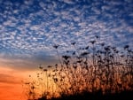 Flower Field Silhouette