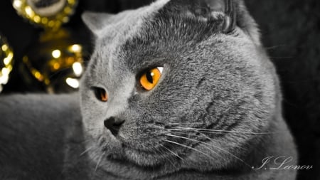 British Shorthair Cat BKH Kitten - champion, bkh, kitten, British Shorthair, cat