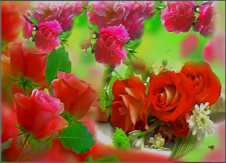 Rosas - color, flores, vista, pasion