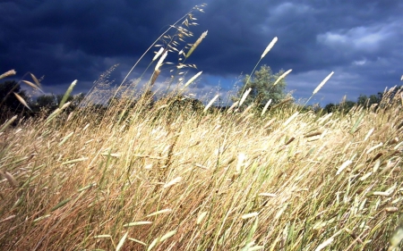 Summer Field - grasses, summer, fields, nature