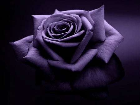 Purple Rose - beauty, purple, bloom, rose, black, flower