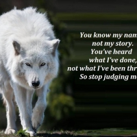 wolf wisdom