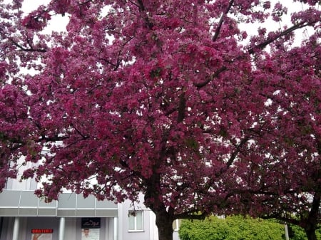 Flowering Purple Tree - nature, branches, purple, tree