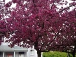 Flowering Purple Tree