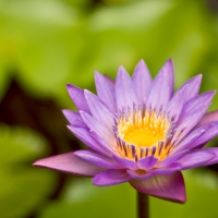 Purple Water Lily