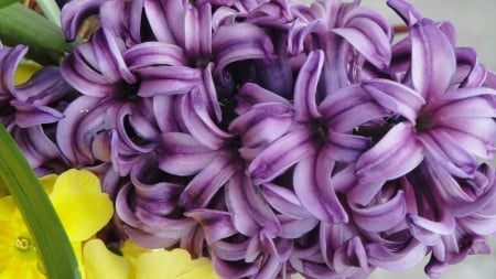 Purple Hyacinth - flowers, hyacinths, nature, purple