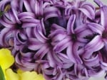 Purple Hyacinth