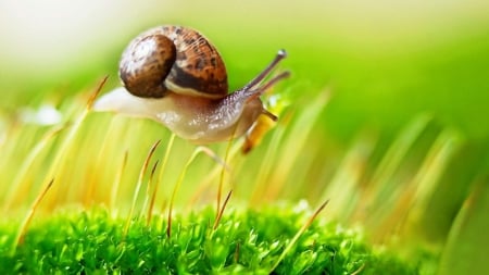 Snail on plants - anail, nature, plant, grass