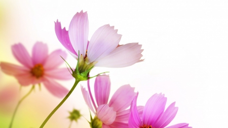 Delicate fresh flowers - delicate, flower, petal, pink