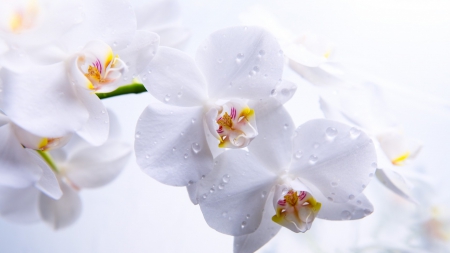 Pure and delicate - white, orchid, flower, petal