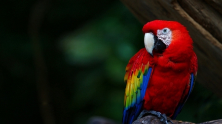 Parrot - red, animal, bird, parrot