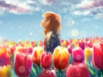 Fields of Tulips