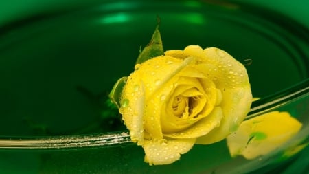 Yellow rose - drop, rose, flower, yellow