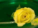 Yellow rose