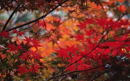 Autumn Branches - fall, leaves, trees, nature, autumn