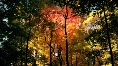 Autumn Forest - nature, autumn, trees, forests, foliage