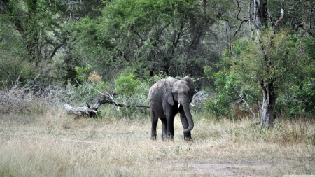 baby elephant - tree, elephant, baby, grass