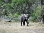 baby elephant