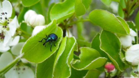 beetle - beetle, leaf, flower, insect