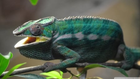 chameleon - lizard, chameloen, branch, leaf