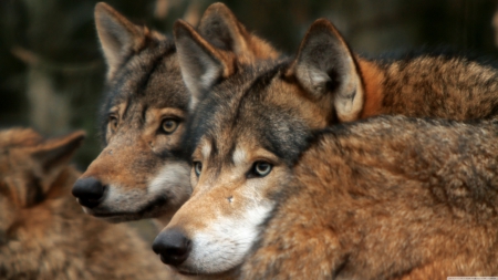 different eye colours - canine, dog, pack, wolf