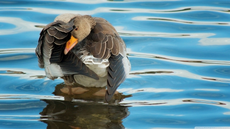 goose - goose, water, bird, grooming