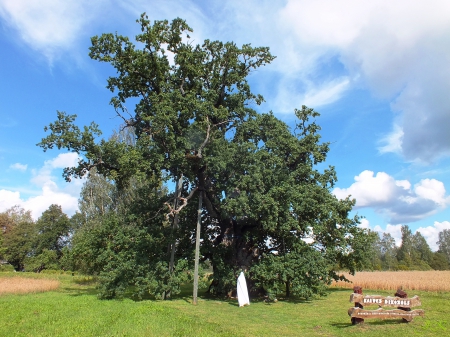 Kaive ancient oak. 800-1000 years. - nature, fields, autumn, other