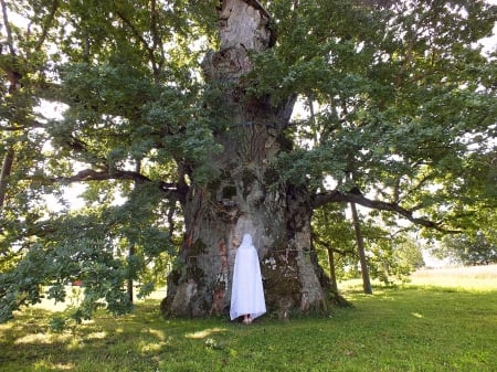 Kaive ancient oak. - nature, fields, autumn, other